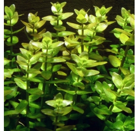 Bacopa caroliniana_3
