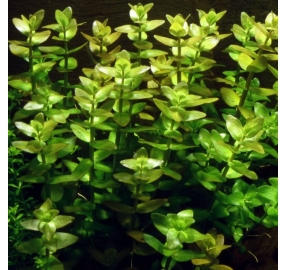 Bacopa caroliniana_2