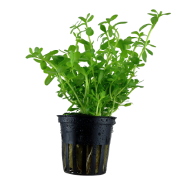 Bacopa Compact
