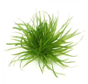 Blyxa japonica_1