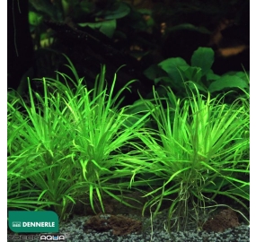 Blyxa japonica_2