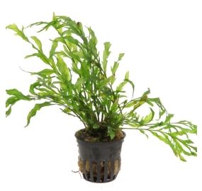Bolbitis heudelotii_1
