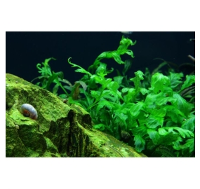 Bolbitis heudelotii_2