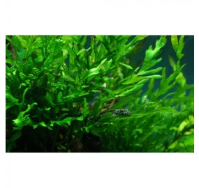Bolbitis heudelotii_4