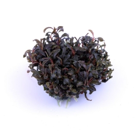 Bucephalandra Kedagang_2