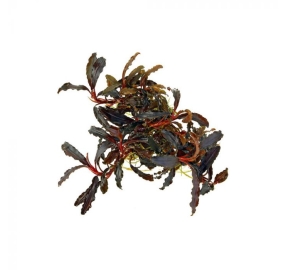 Bucephalandra Kedagang