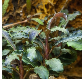 Bucephalandra Kedagang_5