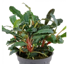 Bucephalandra sp. Red_2