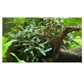 Bucephalandra sp. Red_3