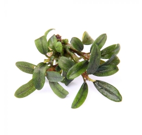 Bucephalandra spec. 'Mini Needle Leaf'