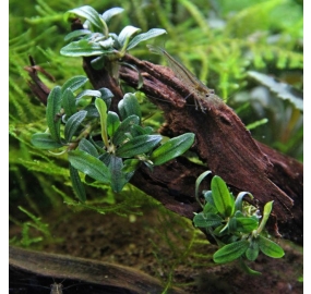 Bucephalandra spec. 'Mini Needle Leaf'_1