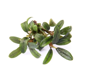 Bucephalandra spec. 'Mini Needle Leaf'_2