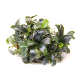Bucephalandra spec. Serimbu Brown