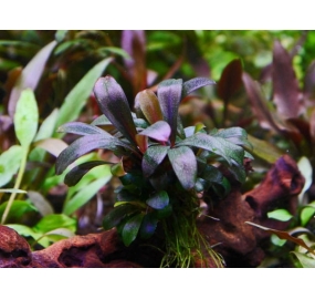 Bucephalandra spec. Serimbu Brown_2