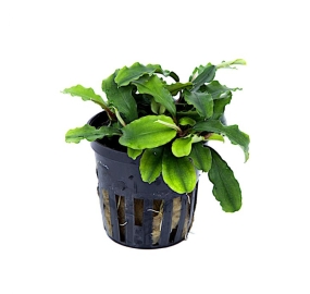 Bucephalandra Wavy Green_1
