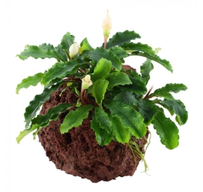 Bucephalandra Wavy Green_1