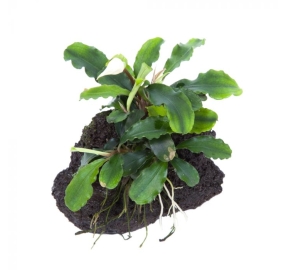 Bucephalandra Wavy Green_2