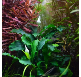 Bucephalandra Wavy Green_4
