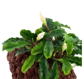 Bucephalandra Wavy Green_3