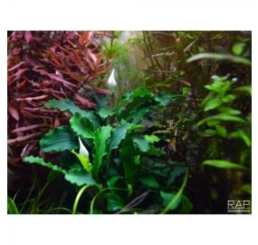 Bucephalandra Wavy Green_5