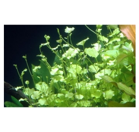 Cardamine lyrata_3