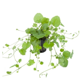 Cardamine lyrata