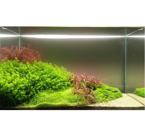Hồ thủy sinh 60 x 40 x 40