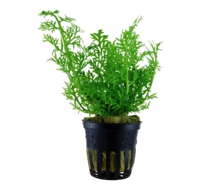Ceratopteris thalictroides_1