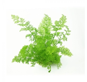 Ceratopteris thalictroides