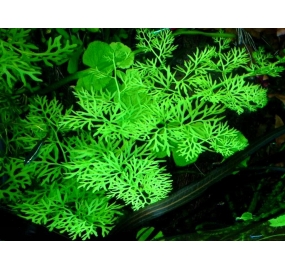 Ceratopteris thalictroides_2