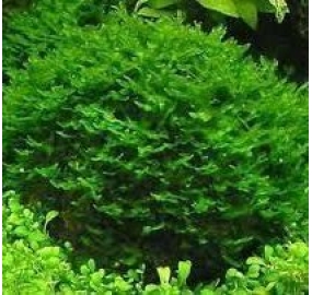 Crepidomanes cf. Malabaricum_3