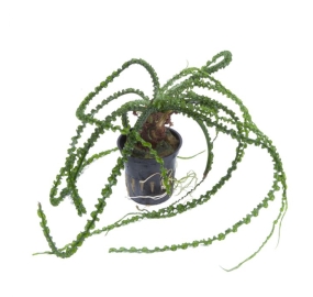 Crinum calamistratum_1