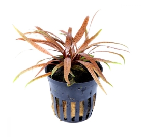 Cryptocoryne albida 'Brown'
