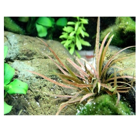 Cryptocoryne albida 'Brown'_3