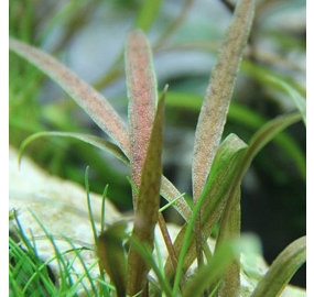 Cryptocoryne albida 'Brown'_2