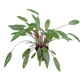 Cryptocoryne beckettii ''petchii''_1