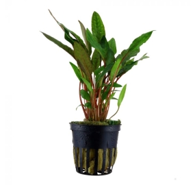Cryptocoryne beckettii ''petchii''_2