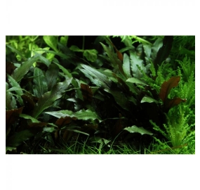 Cryptocoryne beckettii ''petchii''_3