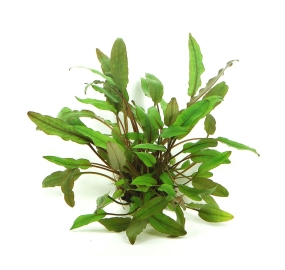 Cryptocoryne beckettii