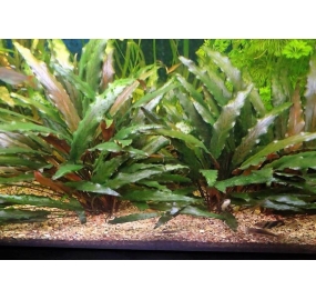 Cryptocoryne beckettii_2