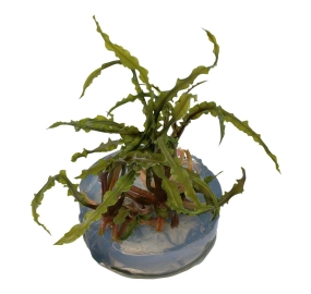 Cryptocoryne crispatula