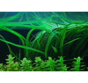 Cryptocoryne crispatula_3