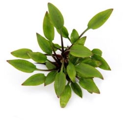 Cryptocoryne lutea Hobbit