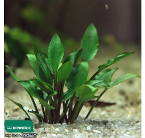 Cryptocoryne lutea Hobbit_2