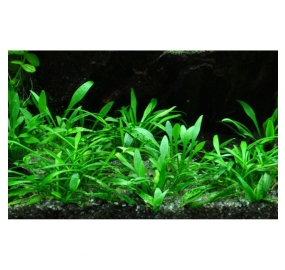 Cryptocoryne parva_2