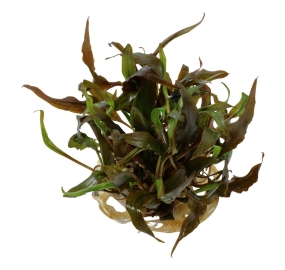 Cryptocoryne undulatus Red
