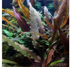 Cryptocoryne undulatus Red_2