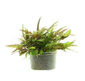 Cryptocoryne wendtii ´Broad Leaf