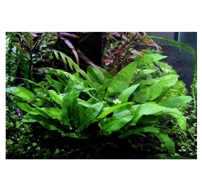 Cryptocoryne wendtii ´Broad Leaf´_3