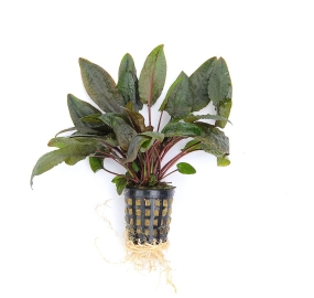 Cryptocoryne wendtii 'Brown
